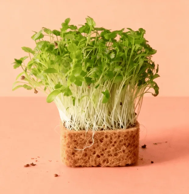 Coriander Microgreens